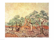 The Olive Grove, 1889 by Vincent Van Gogh