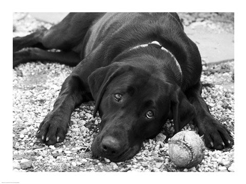Playful by Rob Sturcke
