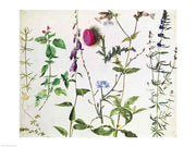 Eight Studies of Wild Flowers by Albrecht Durer