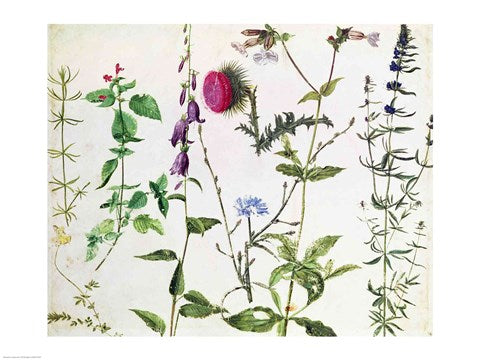 Eight Studies of Wild Flowers by Albrecht Durer