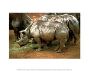 Black Rhinoceros in Africa