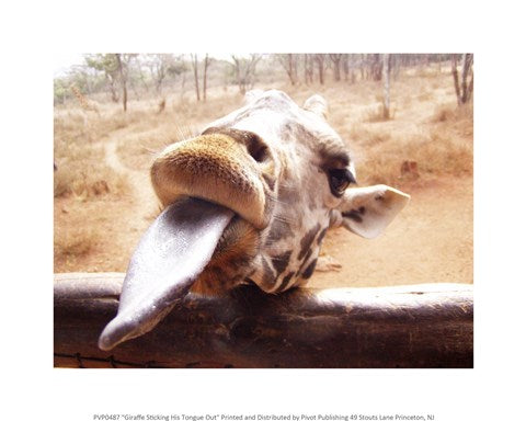 Giraffe Sticking His Tongue Out