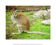 Kangaroo Outdoors