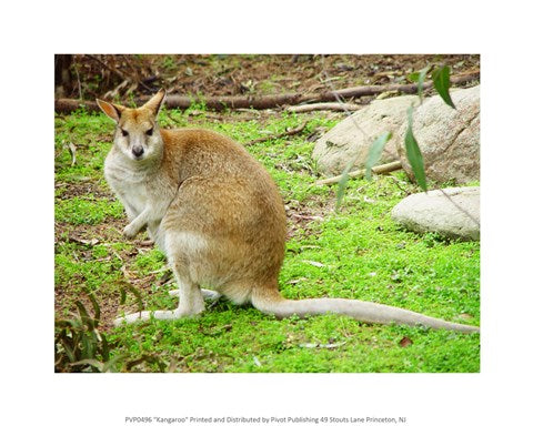 Kangaroo Outdoors