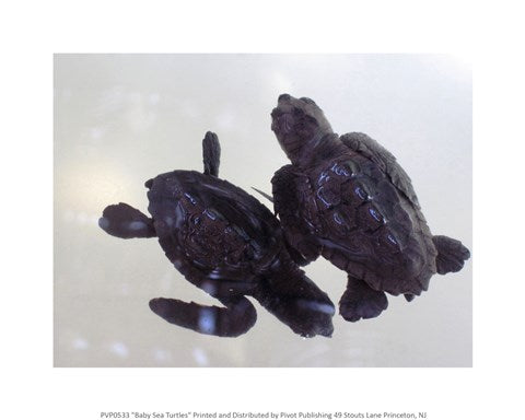 Baby Sea Turtles