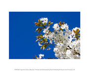 Japanese Cherry Blossom