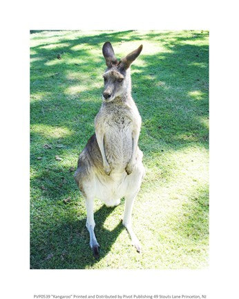 Kangaroo In Field