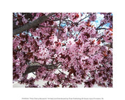 Pink Cherry Blossoms