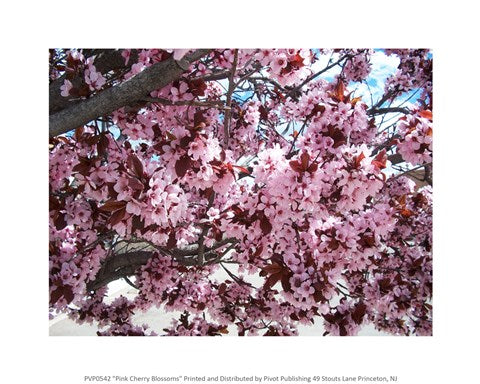 Pink Cherry Blossoms