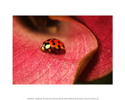 Ladybug On Leaves