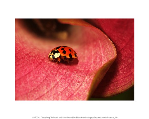 Ladybug On Leaves