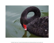 Black Swan