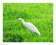 Egret In Field