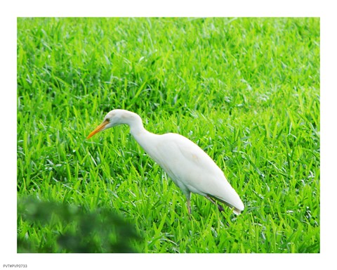 Egret In Field