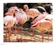 Flamingos Standing Together