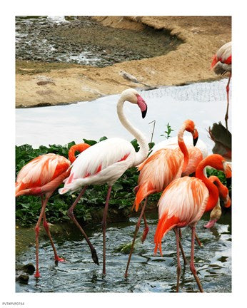 Flamingos Pink and White