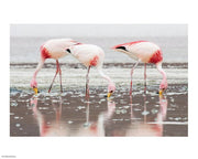 Flamingos Searching for Food