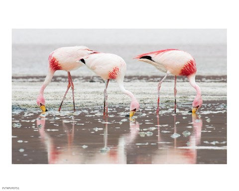 Flamingos Searching for Food