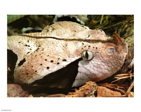 Gabon Viper Head