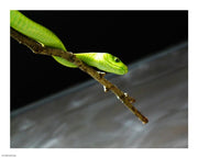 Green Mamba On Branch