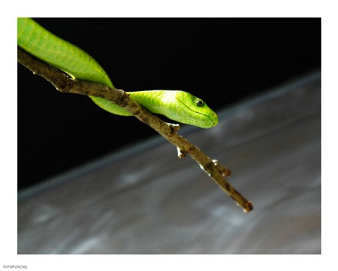 Green Mamba On Branch
