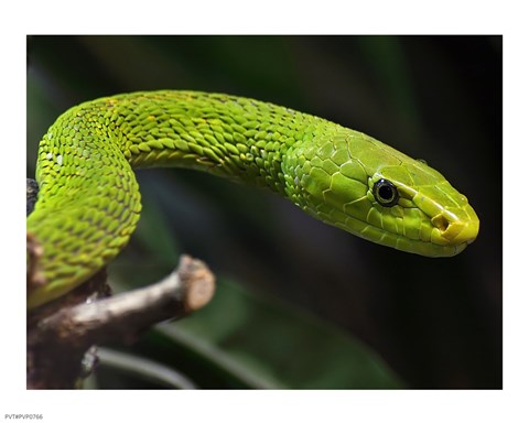 Green Mamba Closeup