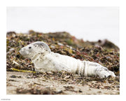 Harbor Seal Pup