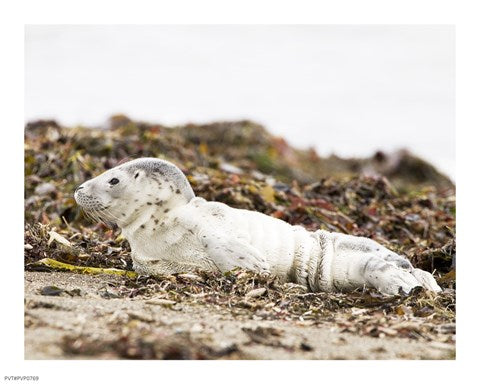 Harbor Seal Pup