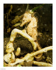 Hippocampus Kuda (Estuary Seahorse)