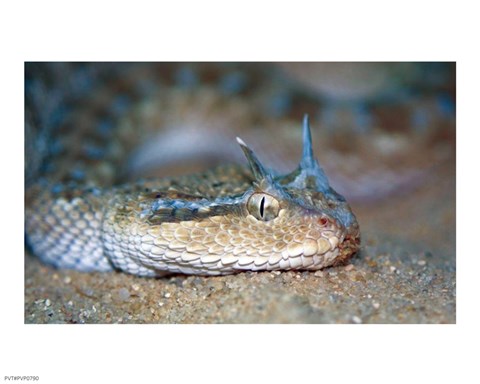 Horned Viper