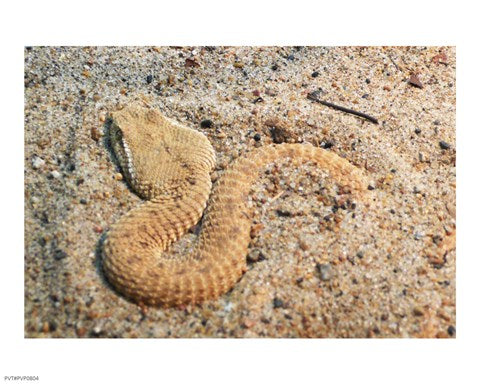 Leaf Nosed Viper In Sand I