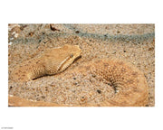 Leaf Nosed Viper In Sand II
