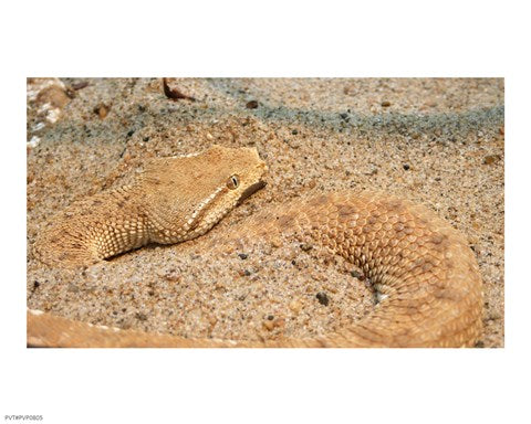 Leaf Nosed Viper In Sand II