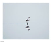 Flamingo Solo