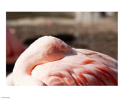 Pink Flamingo Closeup