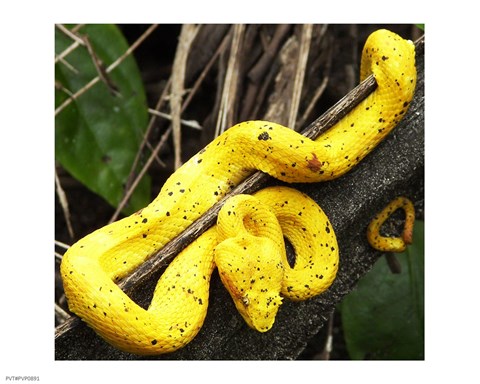 Yellow Eyelash Viper