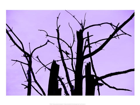 Perched and Sat and Nothing More I by Delaney Flanders