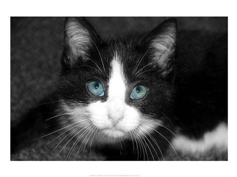 Curiosity Teased the Cat by Delaney Flanders