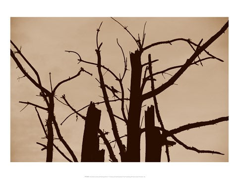 Perched and Sat and Nothing More II by Delaney Flanders