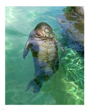 Hawaiian Monk Seal