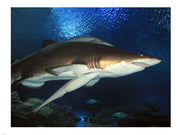 Inside Aquarium Tunnel Viewing Sharks