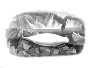 Delphinapterus Leucas