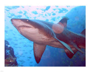 Grey Nurse Shark at Fish Rock Cave