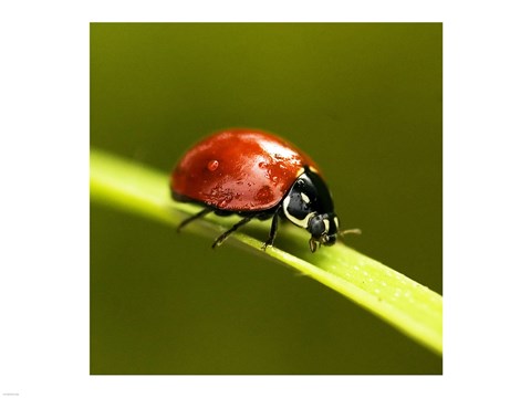 Ladybug On Blade Of Grass