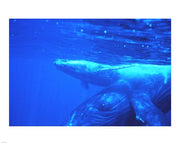 Humpback whale mother and calf