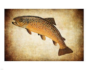 Brown Trout II