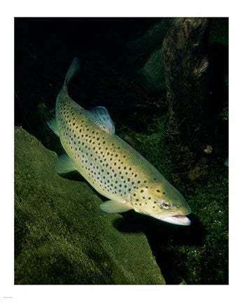 Brown Trout Underwater