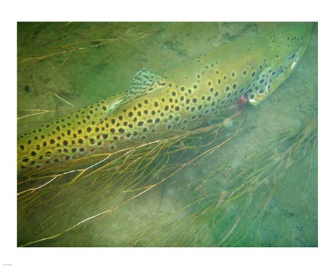 Madison River Brown Trout