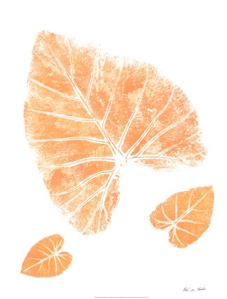 Elephant by Rob Sturcke