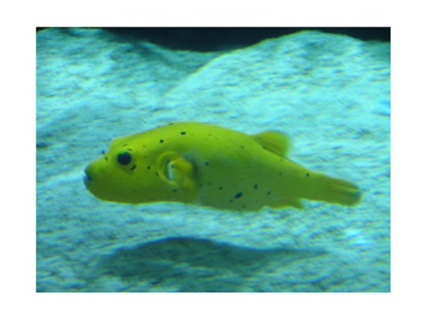 Puffer Fish